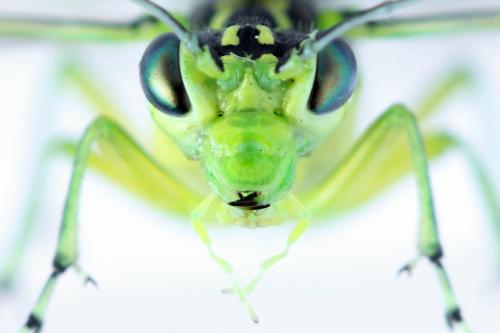 Rhogogaster scalaris