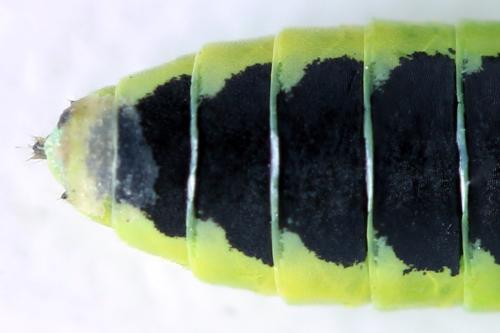 Réf. 314 103 : Rhogogaster scalaris