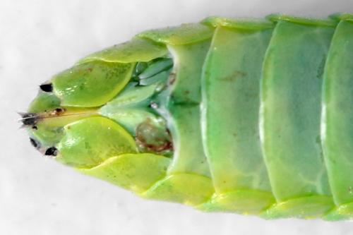 Réf. 314 104 : Rhogogaster scalaris