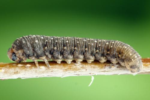 Empria candidata