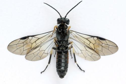Strongylogaster filicis