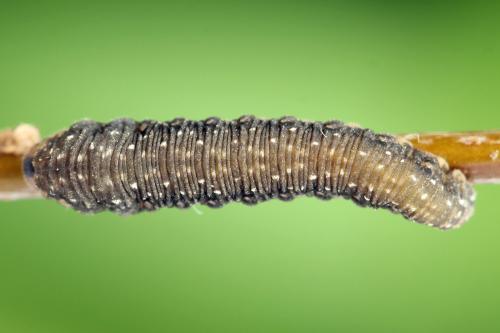 Empria candidata