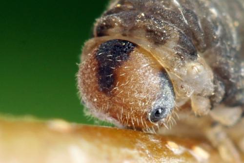 Réf. 314 476 : Empria candidata