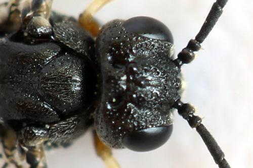 Strongylogaster filicis
