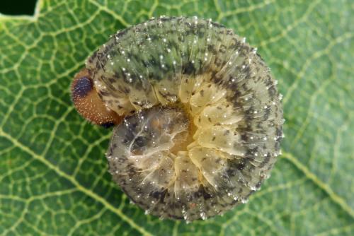 Réf. 314 067 : Rhogogaster scalaris
