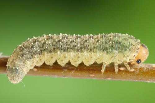 Réf. 314 068 : Rhogogaster scalaris