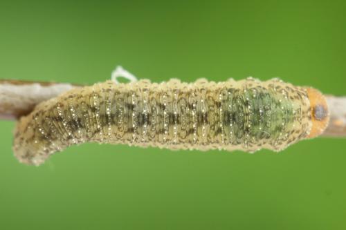 Réf. 314 069 : Rhogogaster scalaris