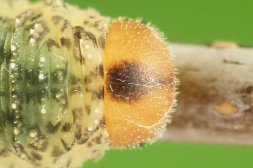 Réf. 314 070 : Rhogogaster scalaris