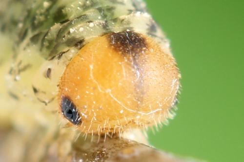 Réf. 314 071 : Rhogogaster scalaris