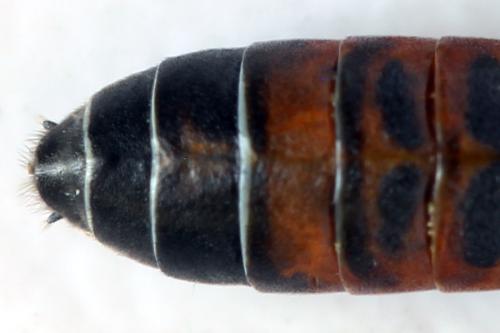 Strongylogaster filicis