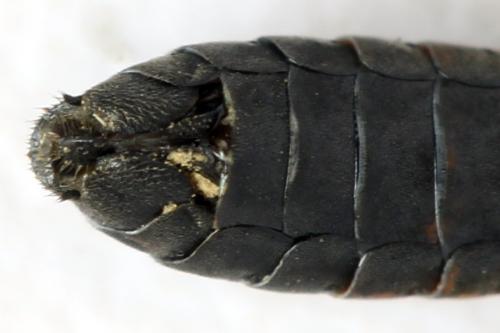 Strongylogaster filicis
