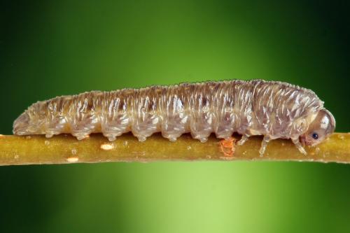 Réf. 314 477 : Empria candidata