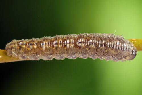Empria candidata