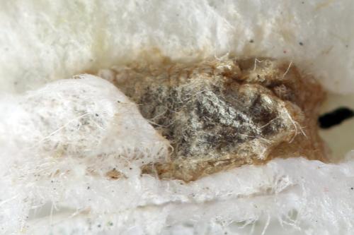 Réf. 314 651 : Athalia lugens