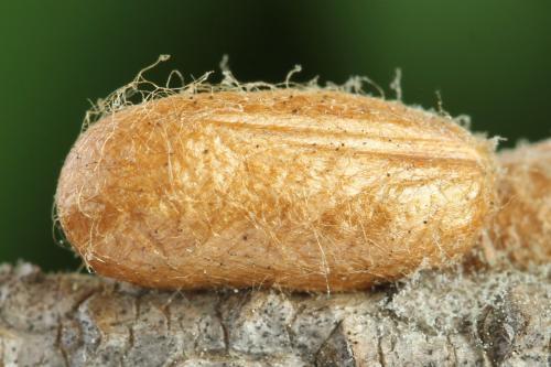 Réf. 314 247 : Neodiprion sertifer