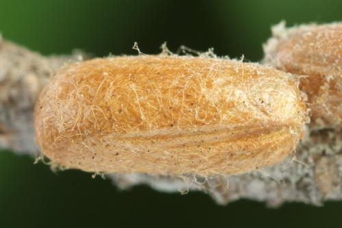 Réf. 314 248 : Neodiprion sertifer