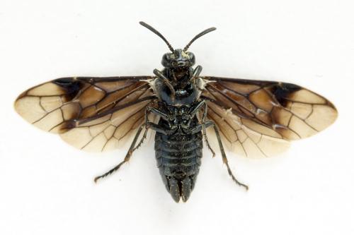 Arge sp.