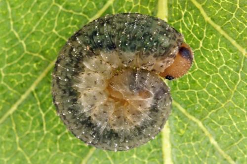 Réf. 314 072 : Rhogogaster scalaris