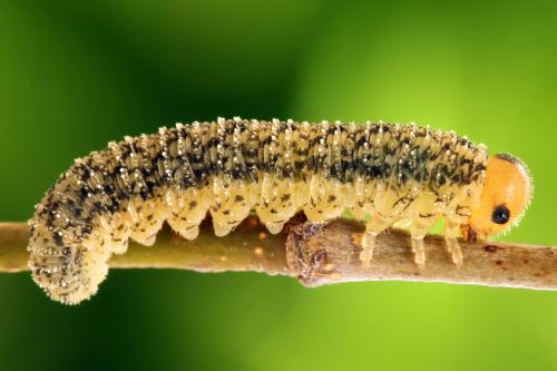 Réf. 314 073 : Rhogogaster scalaris