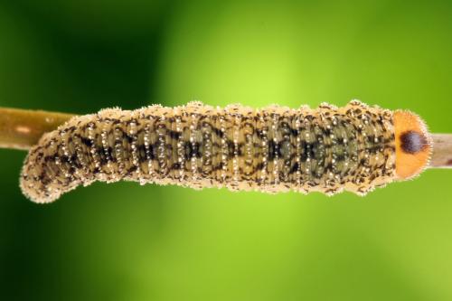 Réf. 314 074 : Rhogogaster scalaris