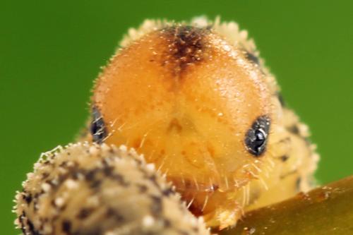 Réf. 314 076 : Rhogogaster scalaris