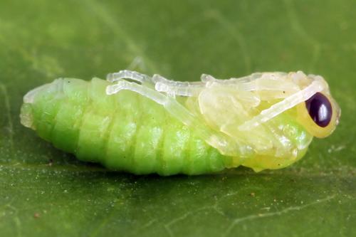 Aneugmenus temporalis