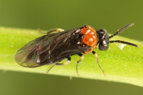 Réf. 314 345 : Eutomostethus ephippium