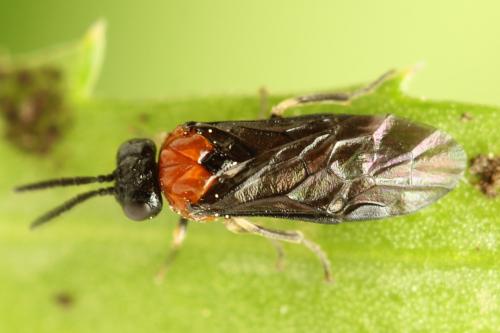 Réf. 314 347 : Eutomostethus ephippium