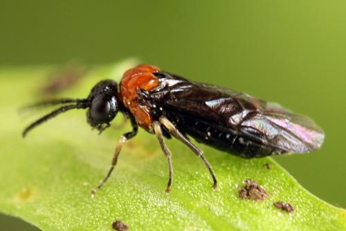 Réf. 314 346 : Eutomostethus ephippium