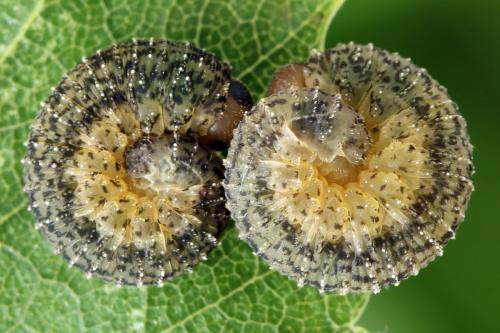 Réf. 314 077 : Rhogogaster scalaris