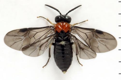 Réf. 314 348 : Eutomostethus ephippium