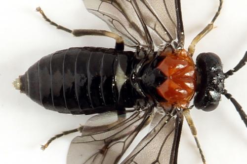 Réf. 314 350 : Eutomostethus ephippium