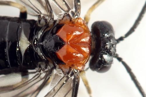 Réf. 314 351 : Eutomostethus ephippium