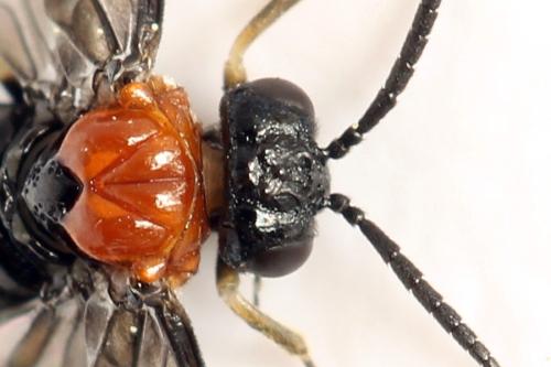 Réf. 314 352 : Eutomostethus ephippium
