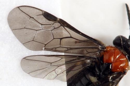 Réf. 314 353 : Eutomostethus ephippium