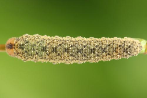 Réf. 314 079 : Rhogogaster scalaris