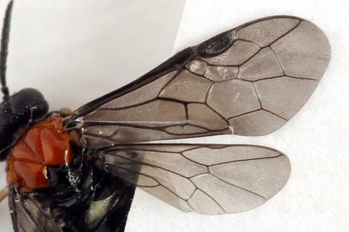 Réf. 314 354 : Eutomostethus ephippium