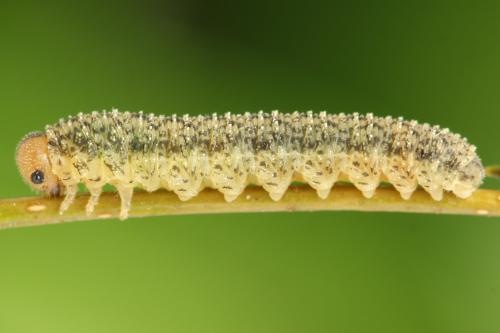 Réf. 314 078 : Rhogogaster scalaris