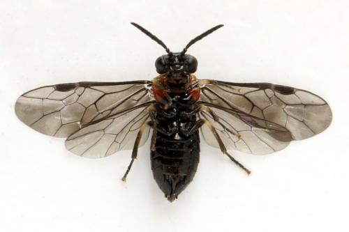 Réf. 314 349 : Eutomostethus ephippium
