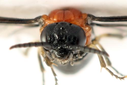 Réf. 314 355 : Eutomostethus ephippium