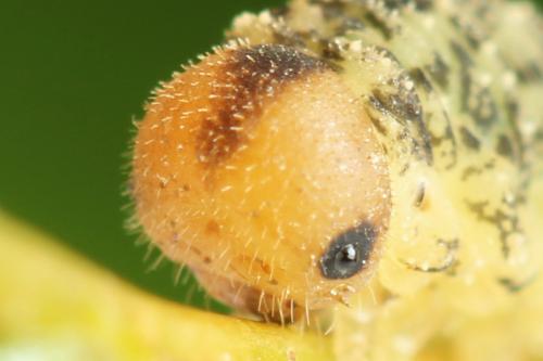 Réf. 314 080 : Rhogogaster scalaris