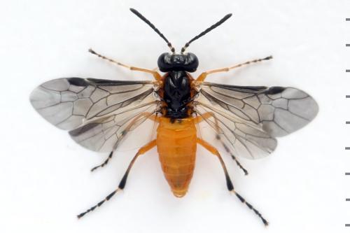 Réf. 314 673 : Athalia lugens