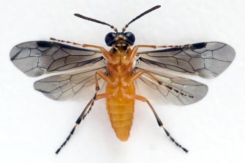 Athalia lugens