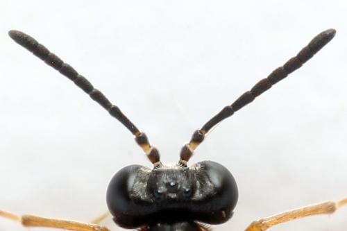 Réf. 314 675 : Athalia lugens
