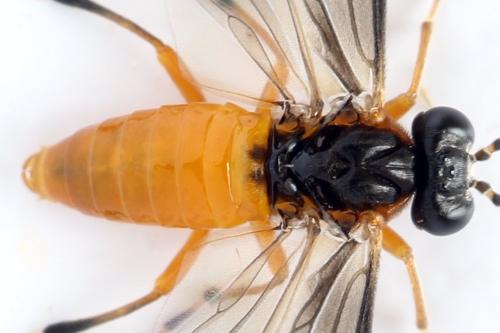 Réf. 314 676 : Athalia lugens
