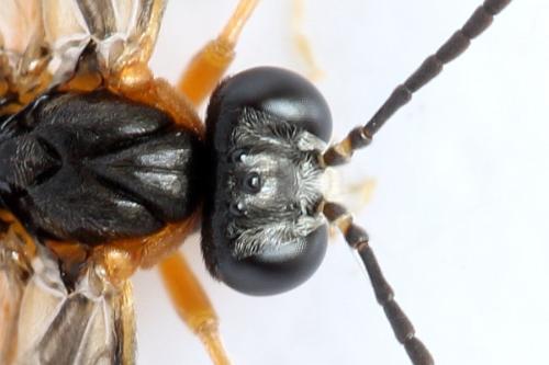Réf. 314 678 : Athalia lugens