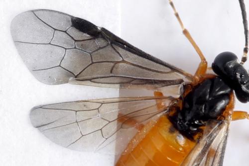 Réf. 314 679 : Athalia lugens