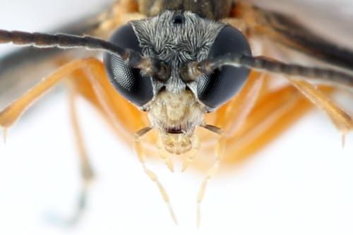 Réf. 314 682 : Athalia lugens