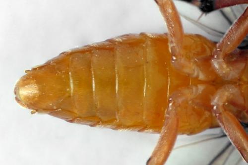 Réf. 314 687 : Athalia lugens