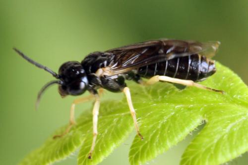 Réf. 314 276 : Aneugmenus temporalis